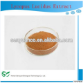 100% Nature Lycopus Lucidus Extract